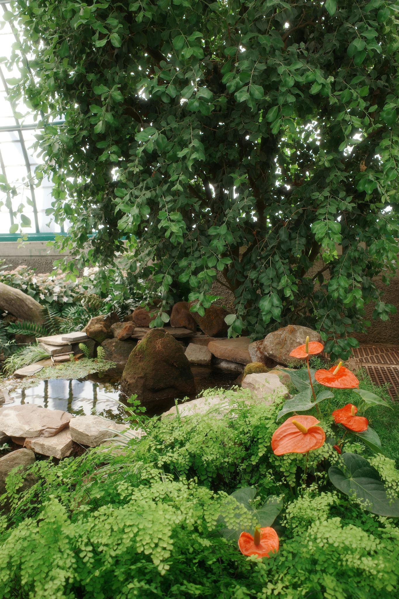A serene indoor garden scene with lush greenery, a small pond, and vibrant orange flowers in Brussels.